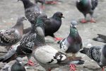 Vsetín válčí s přemnoženými holuby