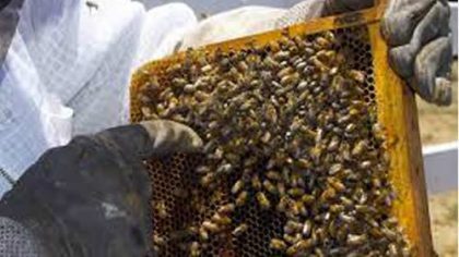 Pomoc včelařům, když jejich včelstva zdecimuje mor nebo neznámá otrava