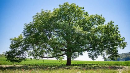 Hledáme Strom roku 2022: Přihlášky končí už 30. dubna