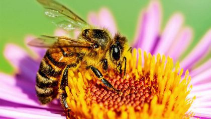 Olomoucký kraj finančně podpoří včelaře