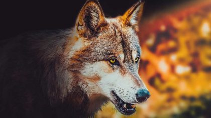 Moravskoslezský kraj pomůže hospodářům proti vlkům