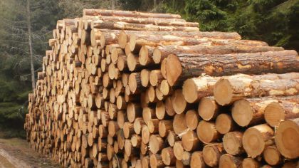Lesy ČR řeší enormní zájem o palivové dříví