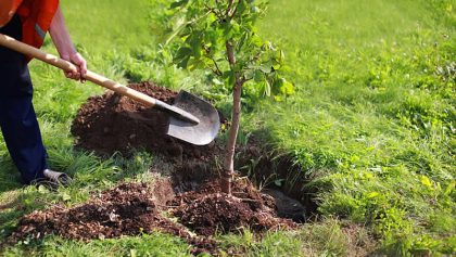 Středočeský kraj podpoří výsadbu stromů v obcích