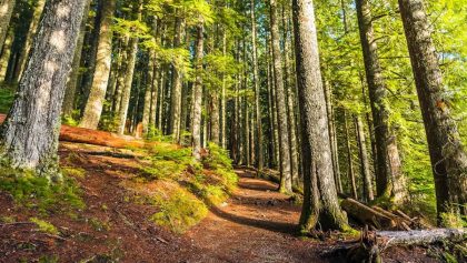 Lesníci požadují nový lesní zákon