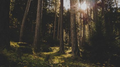 Nárok na lesnické dotace mají i majitelé nejmenších lesů