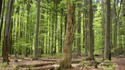 Ministerstvo zemědělství podpoří druhovou pestrost v lesích 