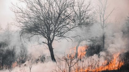 Ministerstvo zemědělství vypsalo výběrové řízení na zajištění služby leteckého hašení lesních požárů pro letošní rok