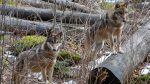 MŽP a MZe mají plán na případné zásahy proti problematickým jedincům vlka 