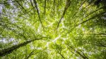 Zcela nové opatření Agrolesnictví podpoří výsadbu stromů na zemědělské půdě