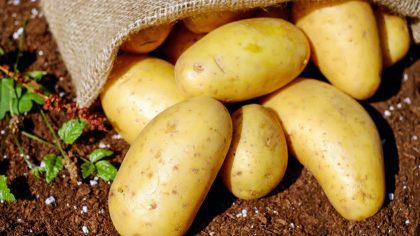 Sezóna raných brambor: Pěstitelé se mohou sdružovat do organizací producentů