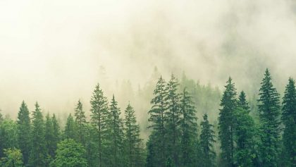 Do státního rozpočtu přispějí Lesy ČR a Budvar částkou 3,25 miliardy korun