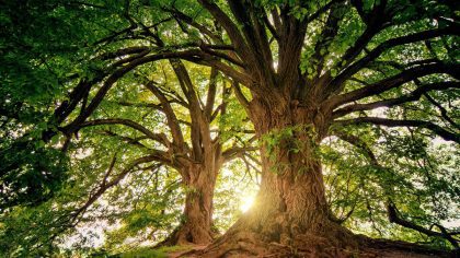 Prohlubte si znalosti o starých stromech