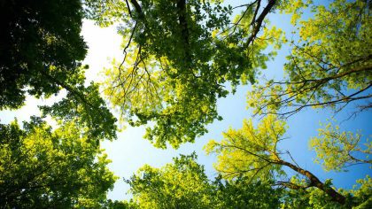 Ministerstvo podpořilo výsadbu stromů na zemědělských pozemcích