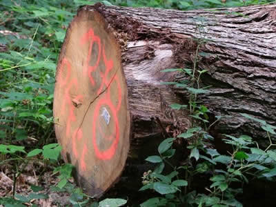 Metodika oceňování dřevin